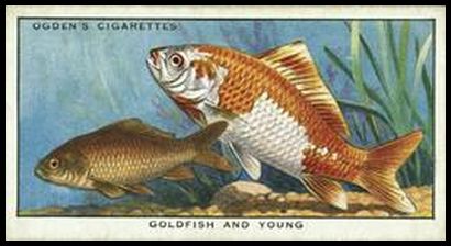 32OCN 40 Goldfish and Young.jpg